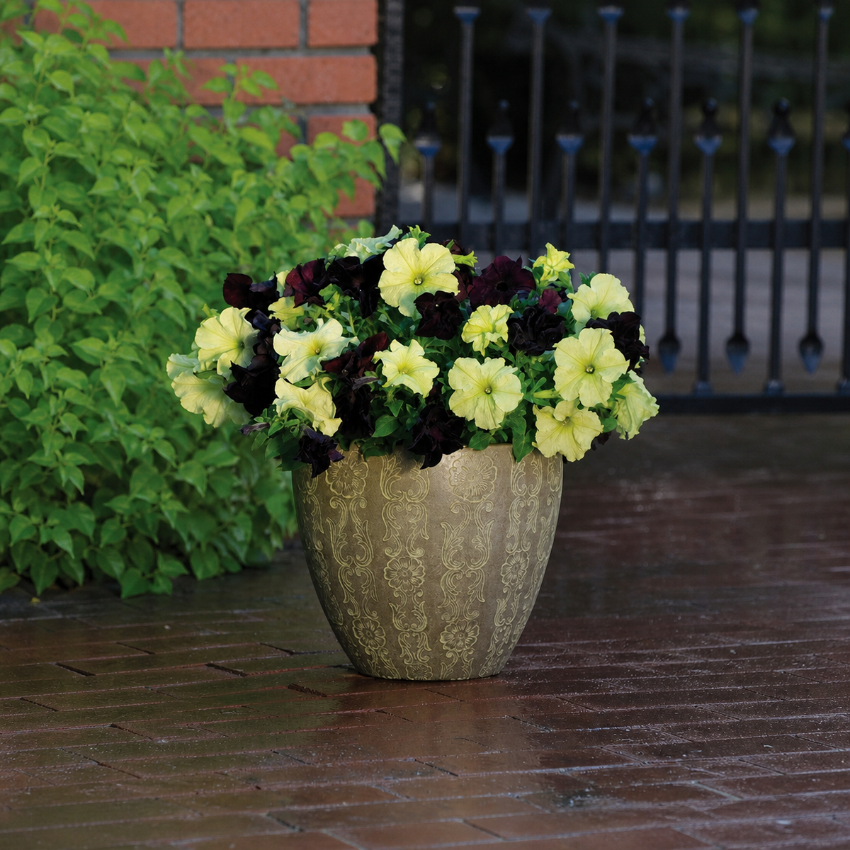 PETUNIA SOPHISTICA BLACKBERRY