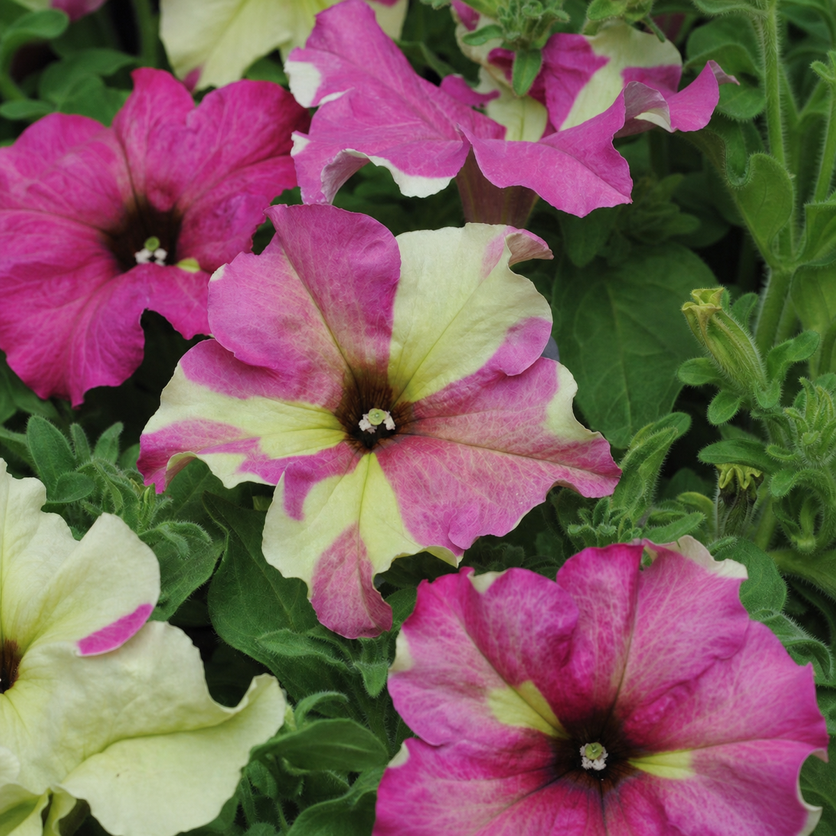 PETUNIA SOPHISTICA LIME BICOLOR