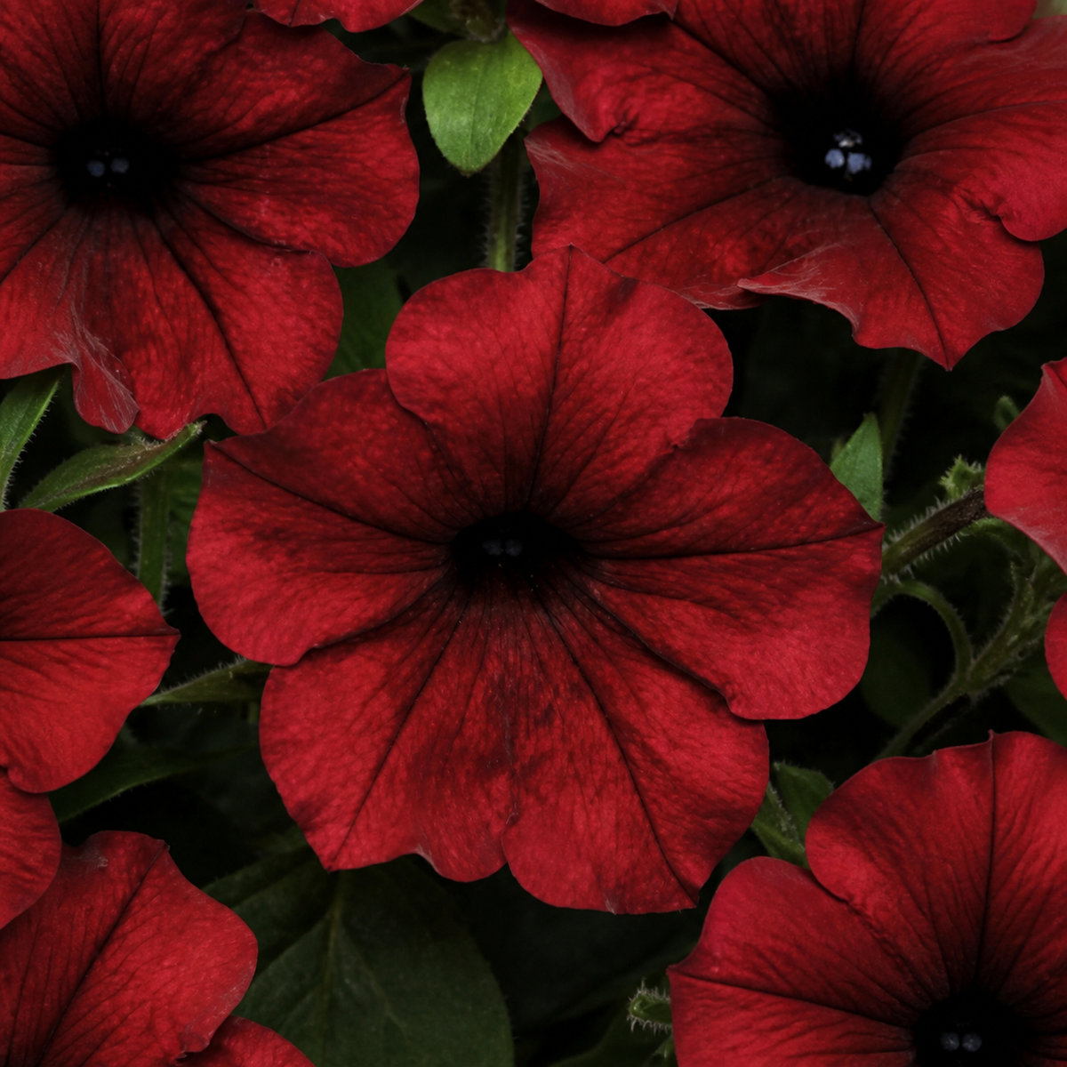 PETUNIA TIDAL WAVE RED VELOUR