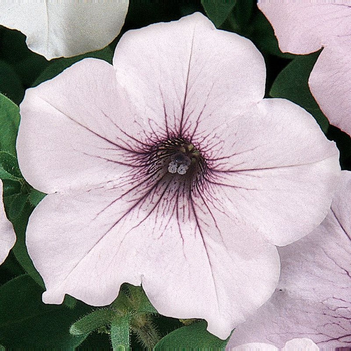 PETUNIA TIDAL WAVE SILVER