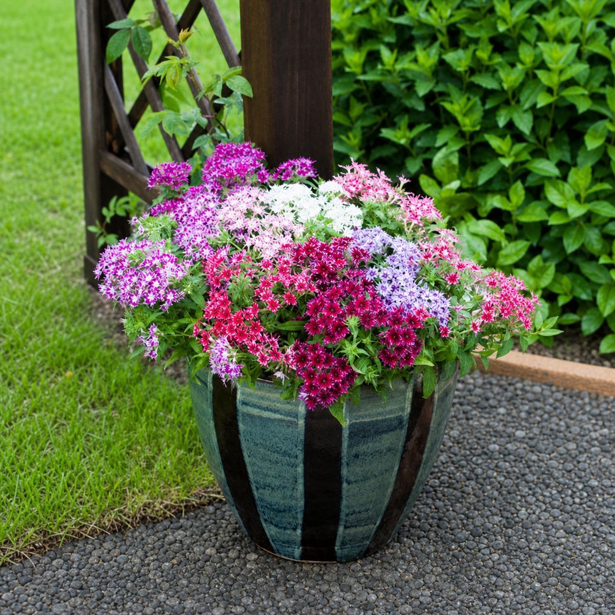 PHLOX POPSTARS MIX