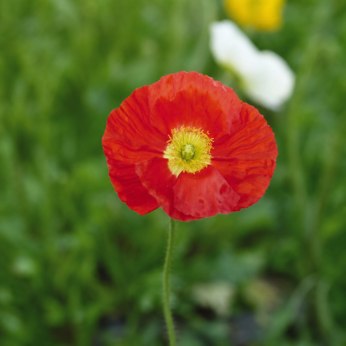 POPPY CHAMPAGNE BUBBLES SCARLET