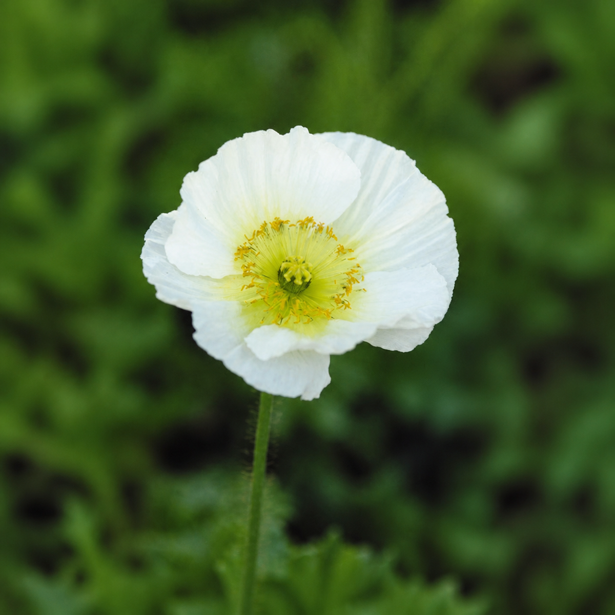 POPPY CHAMPAGNE BUBBLES WHITE