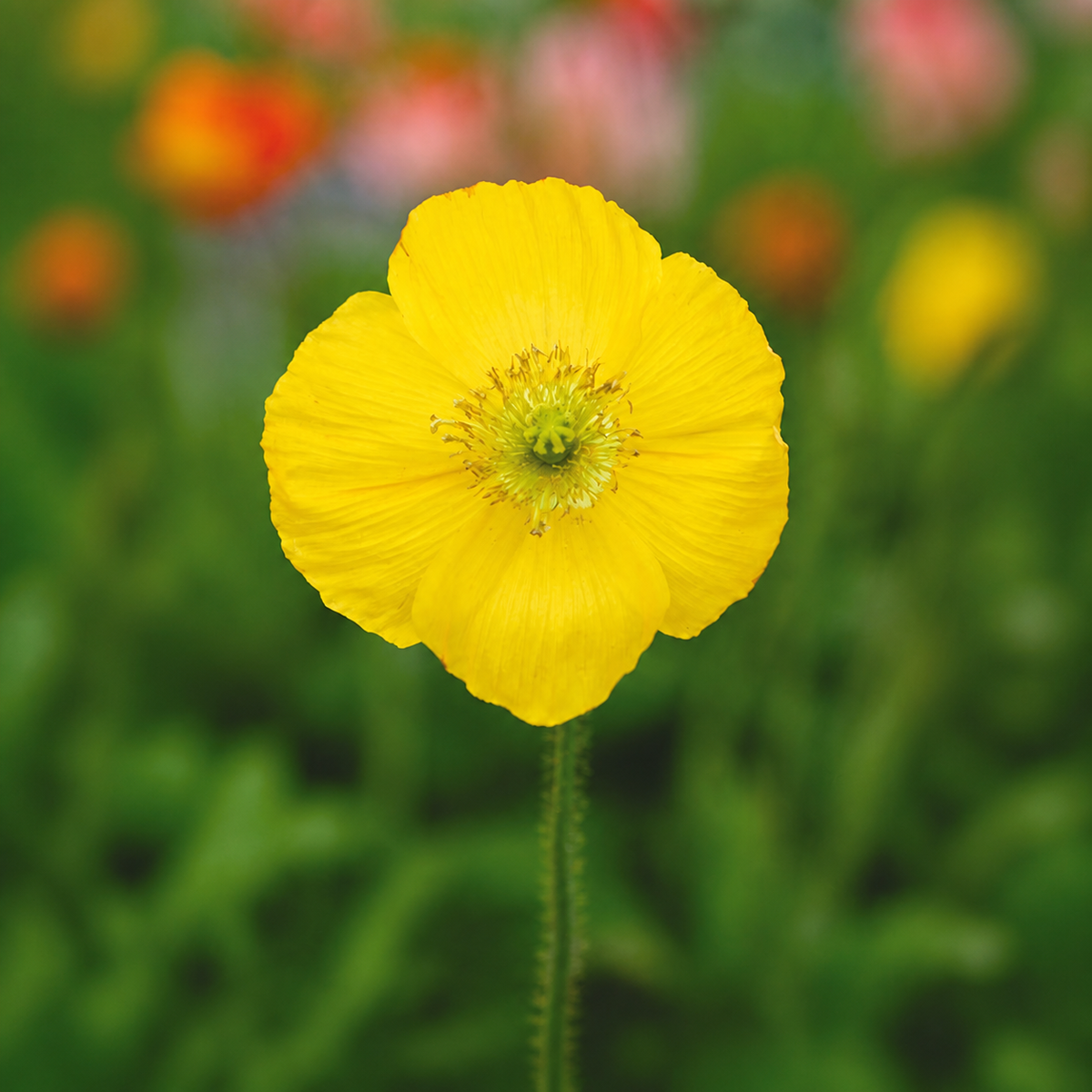 POPPY CHAMPAGNE BUBBLES YELLOW