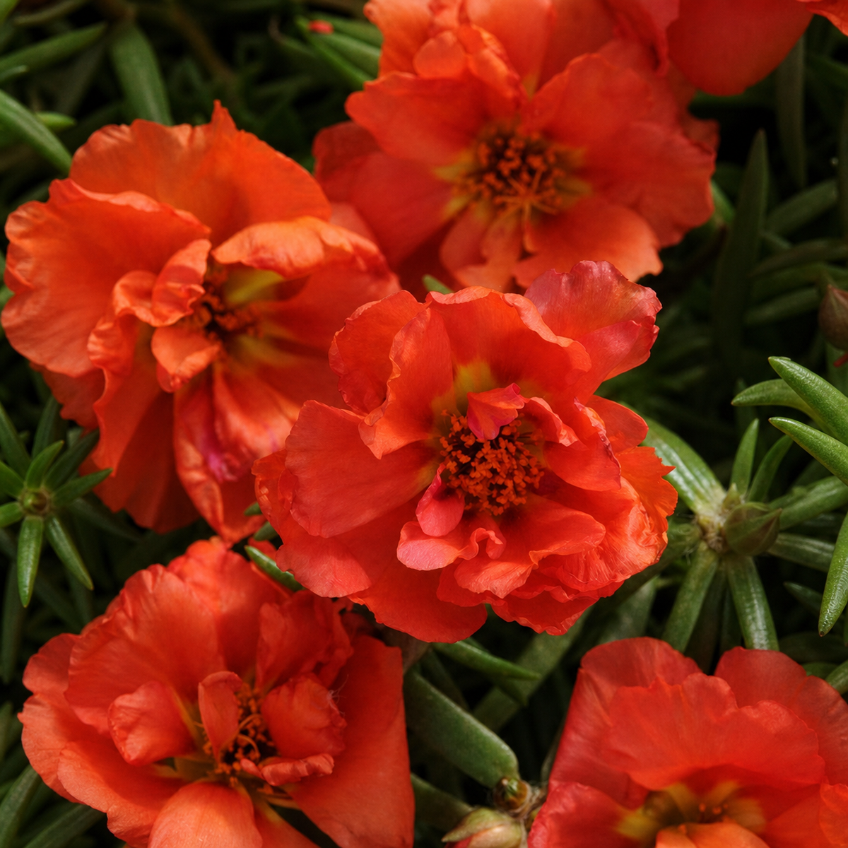 PORTULACA HAPPY HOURS ORANGE