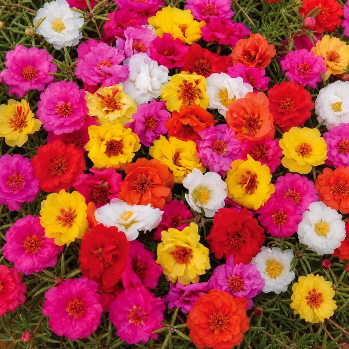 PORTULACA HAPPY TRAILS MIX