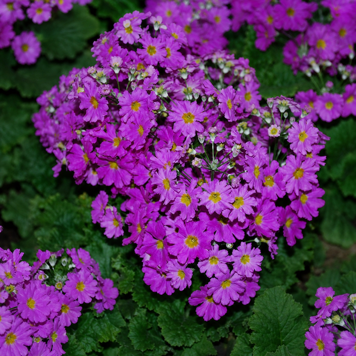 Primula Malacoides Lavender Shades. A mix of light to darker purple shades