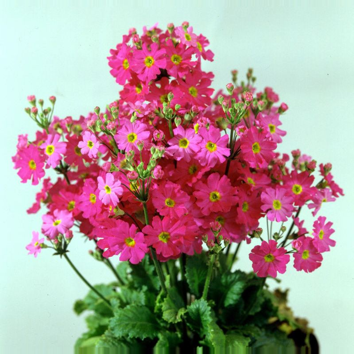 PRIMULA MALACOIDES PINK SHADES