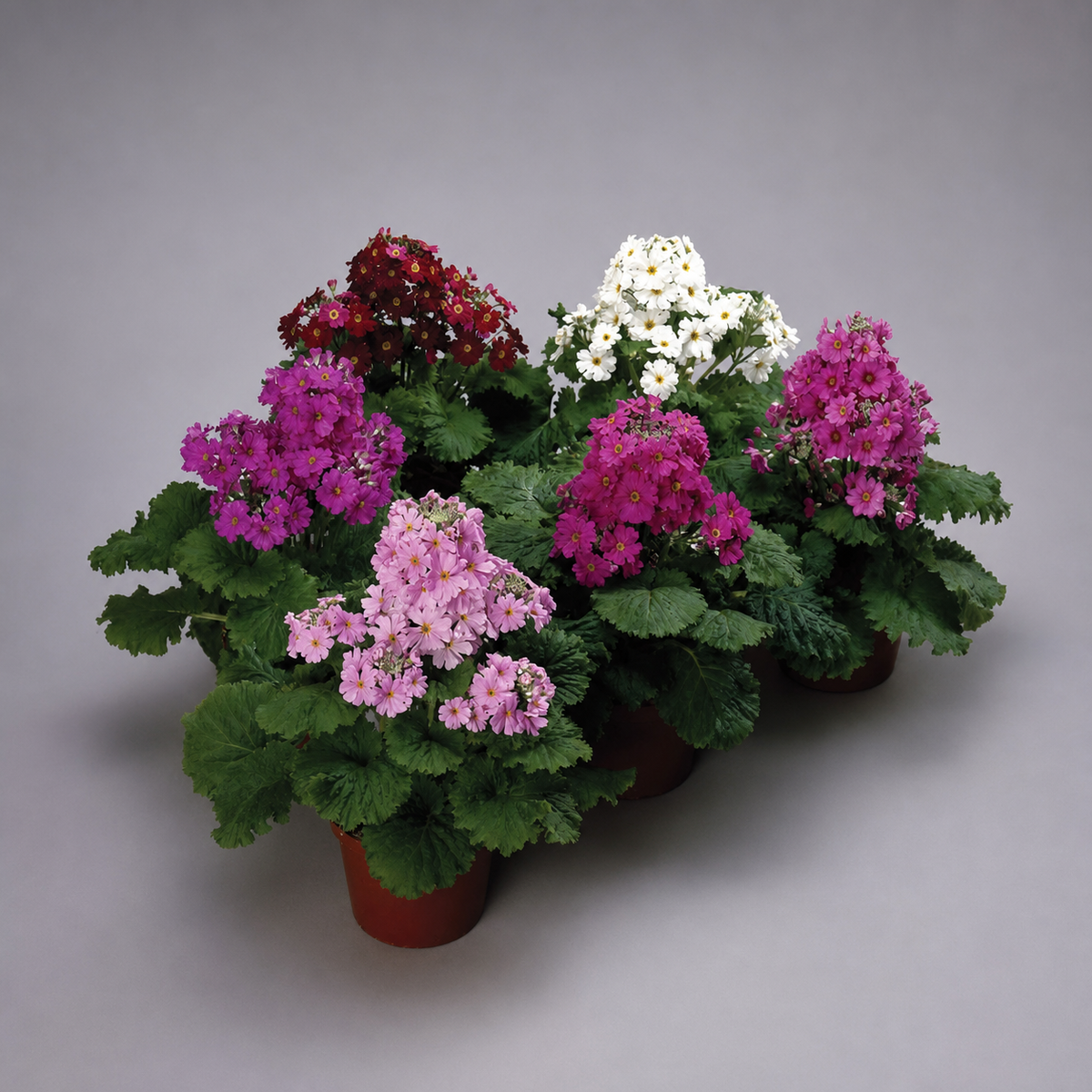 PRIMULA MALACOIDES PRIMA MIX