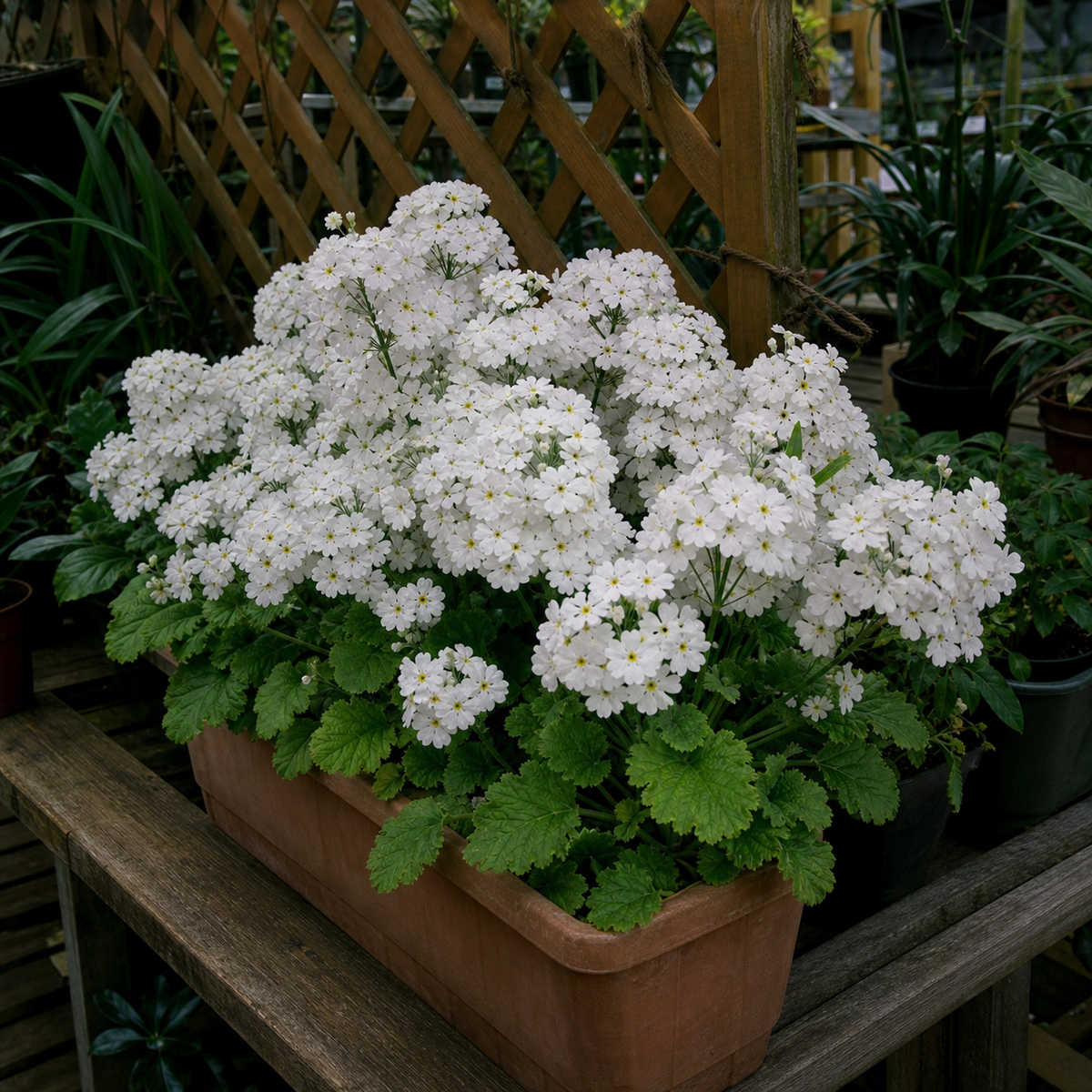 PRIMULA MALACOIDES WHITE