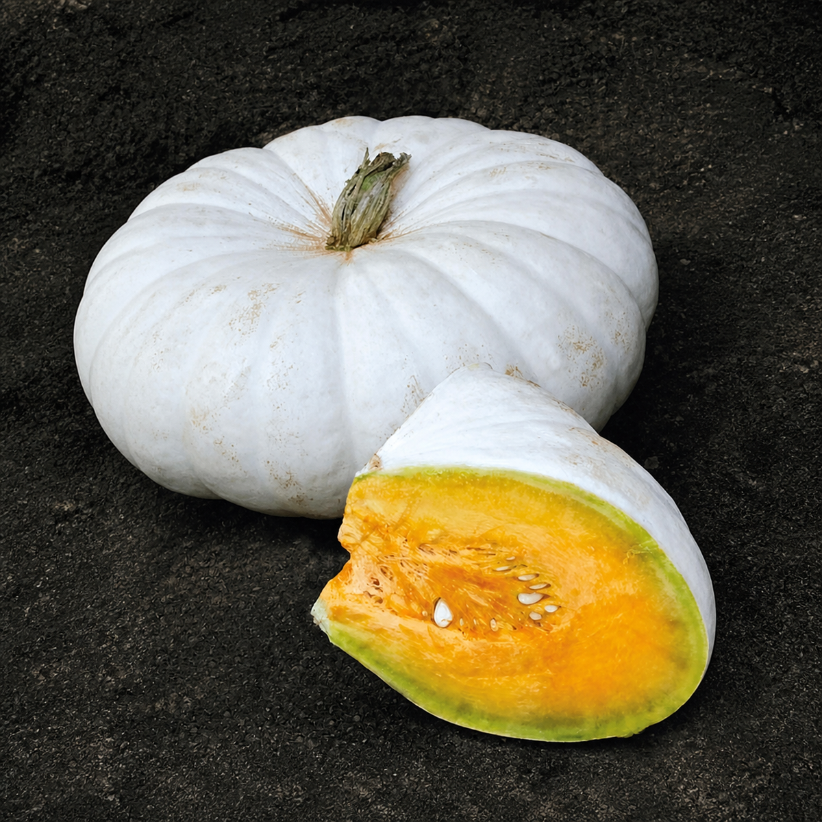 PUMPKIN FLAT WHITE BOER A