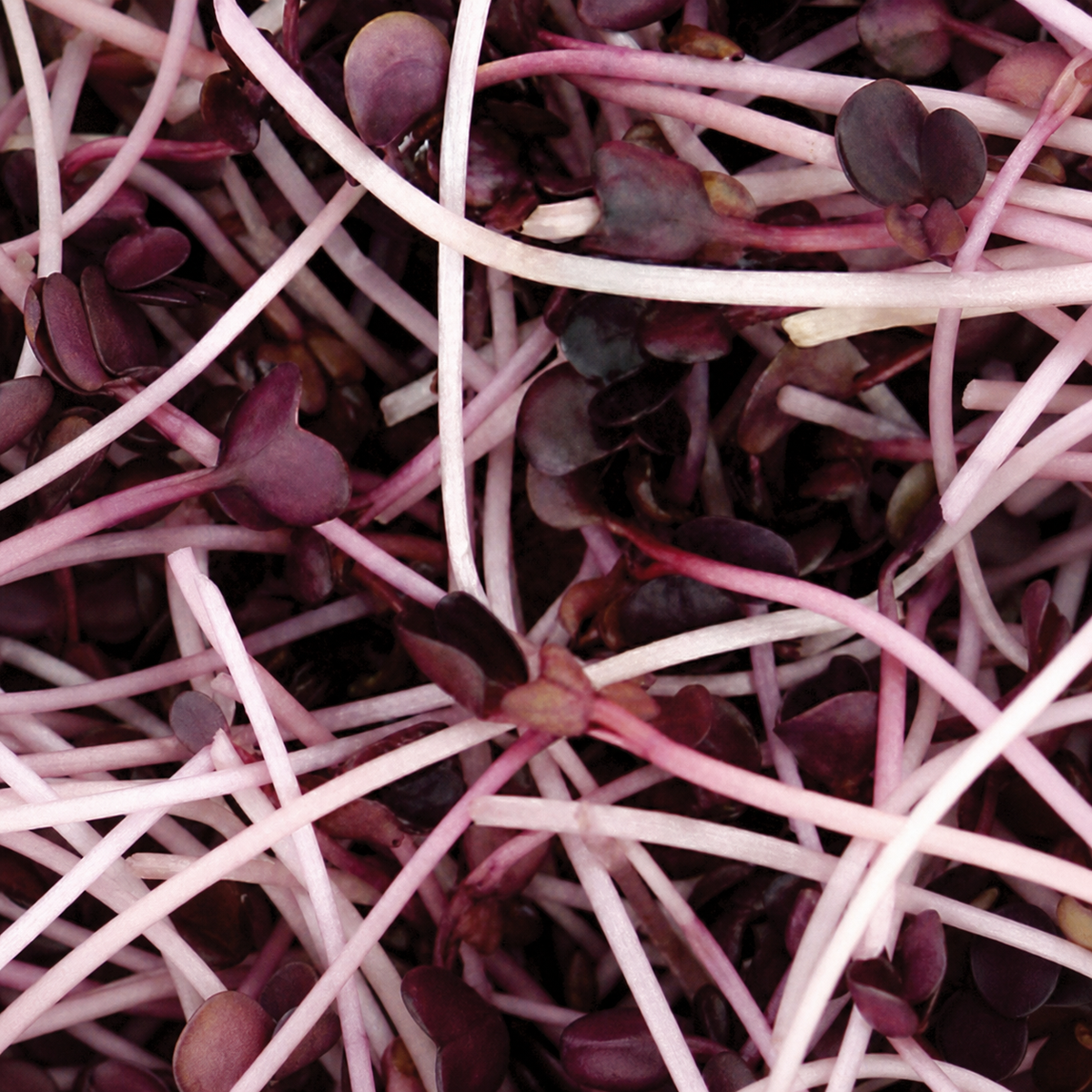 RADISH JAPANESE RED DAIKON SANGO