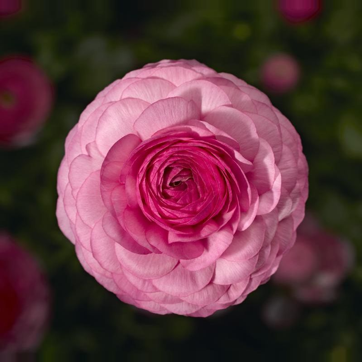 Ranunculus Mache Pink