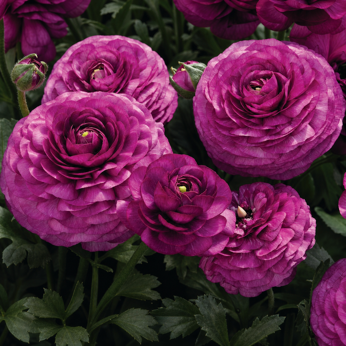 Ranunculus Mache Purple