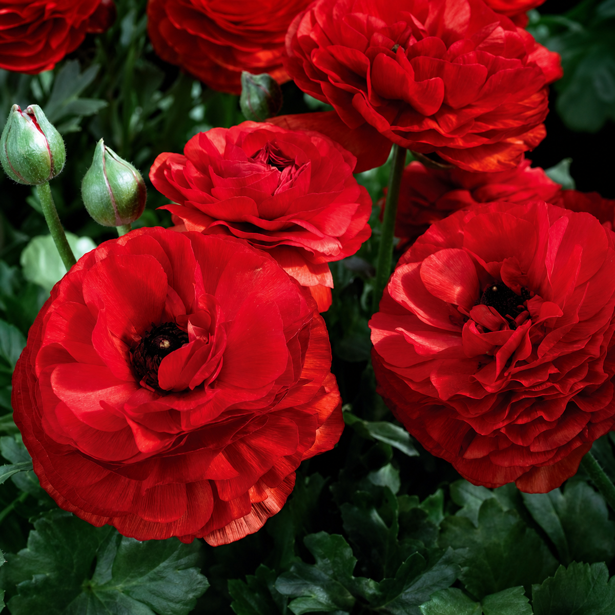 Ranunculus Mache Red