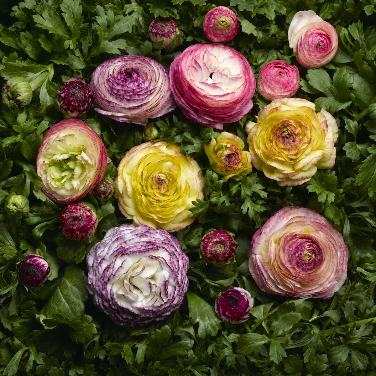 Ranunculus Mache Vanilla Rose Bicolour