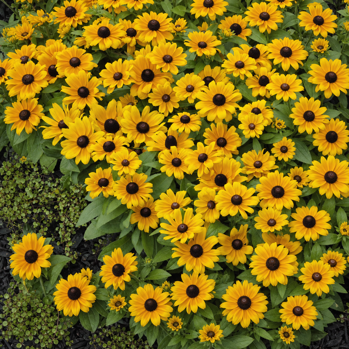Ubuntuberg Rudbeckia Claire Orange Seed