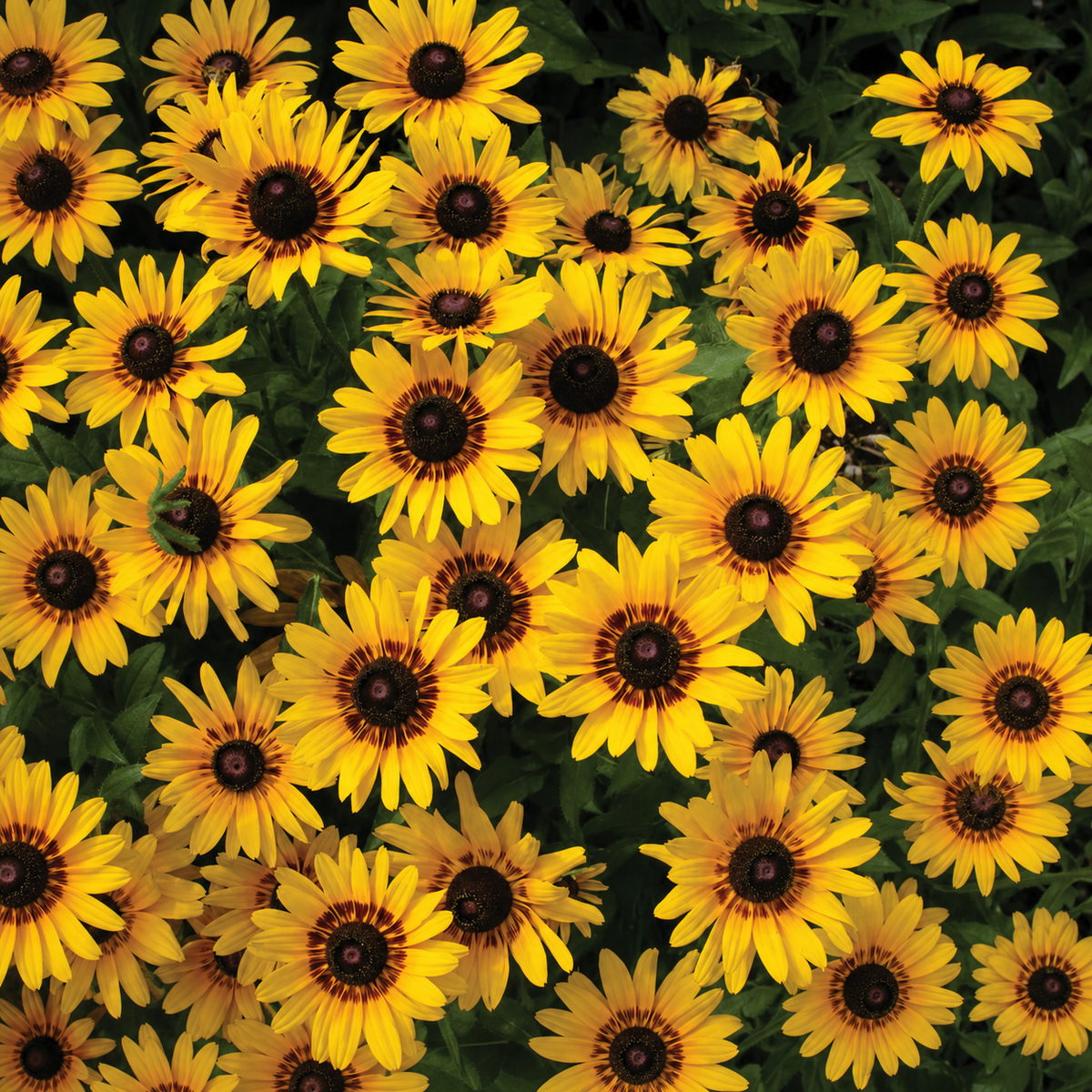 RUDBECKIA DENVER DAISY