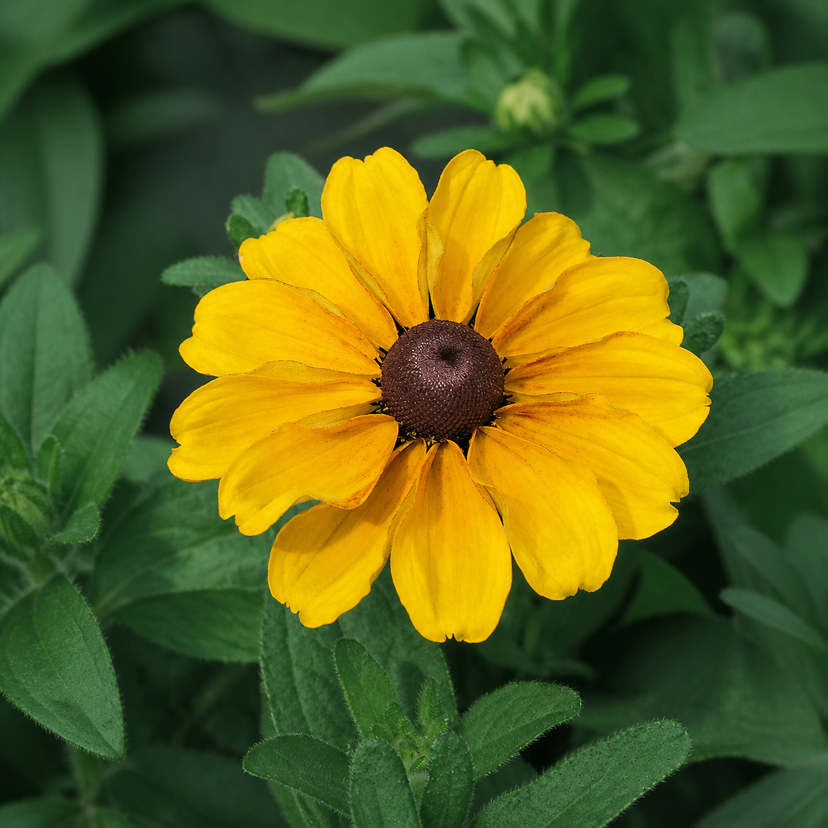 RUDBECKIA TOTO GOLD