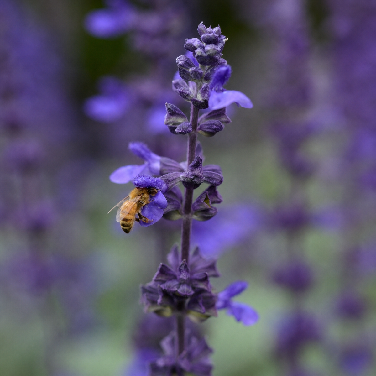 SALVIA INTERSPECIFIC BIG BLUE