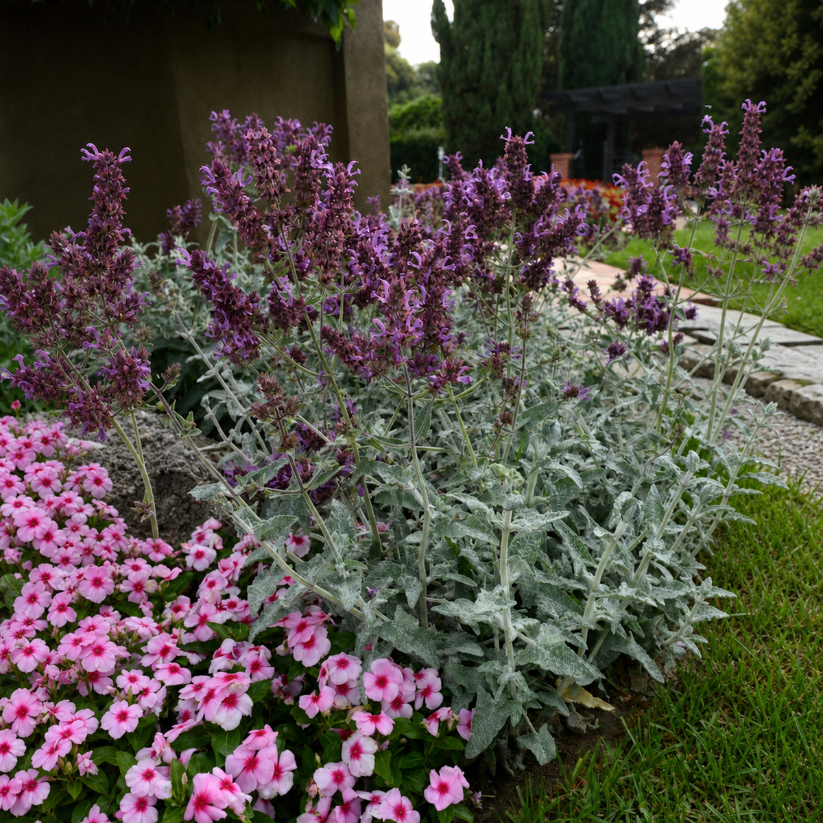 Salvia Lancelot
