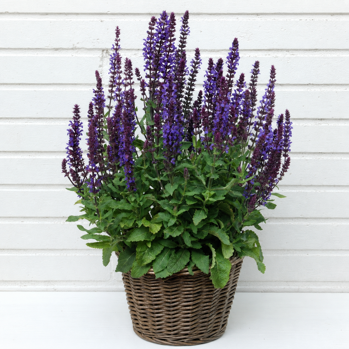 SALVIA NEW DIMENSION BLUE