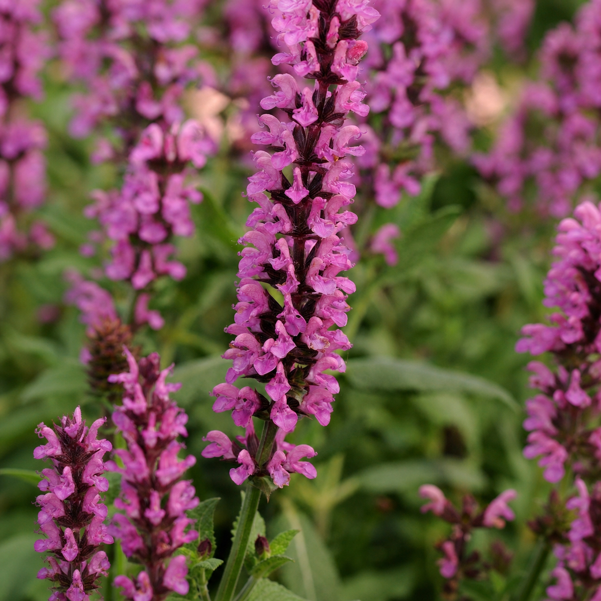 SALVIA NEW DIMENSION ROSE