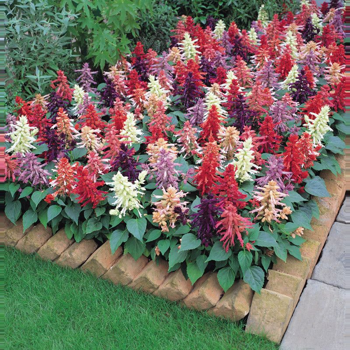 SALVIA VISTA MIX