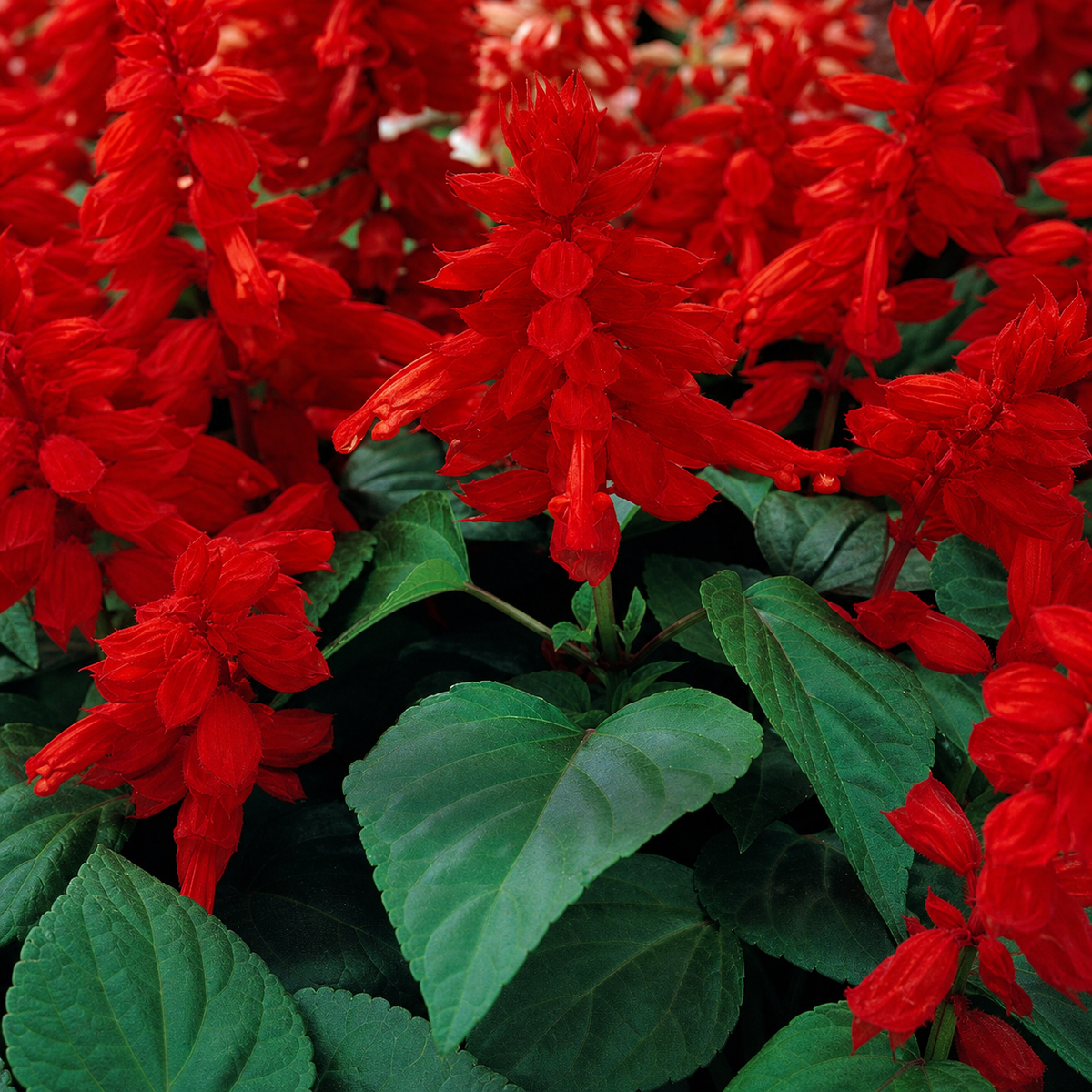 SALVIA VISTA RED