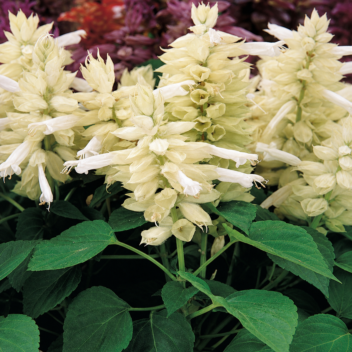SALVIA VISTA WHITE