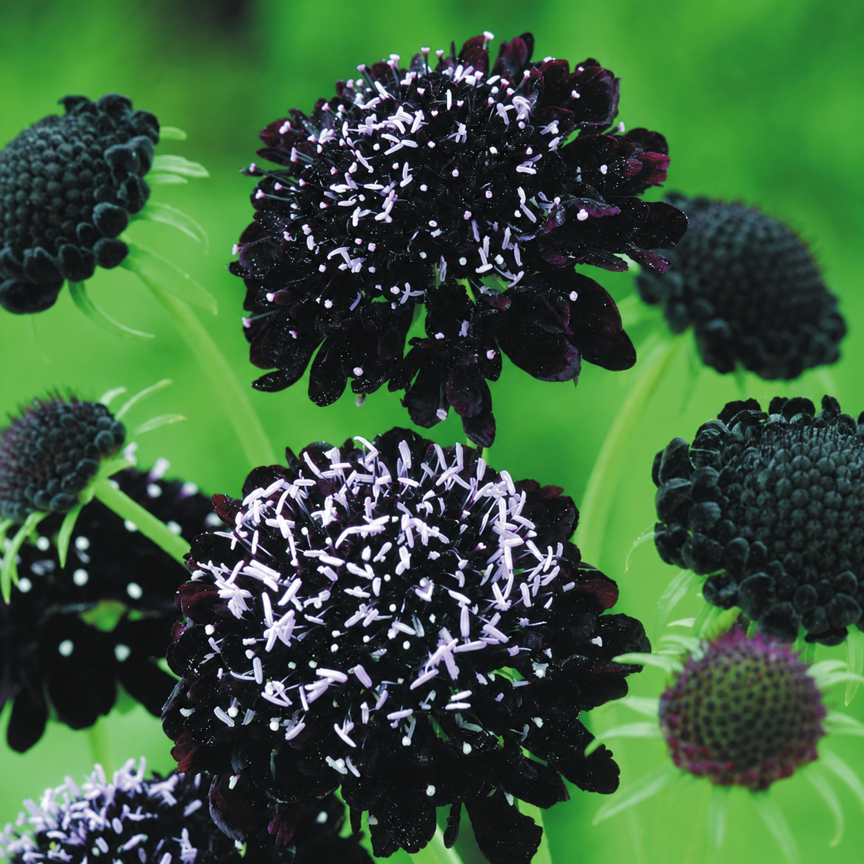 Flower Seeds South Africa Over 300+ Varieties – GARDENING.co.za