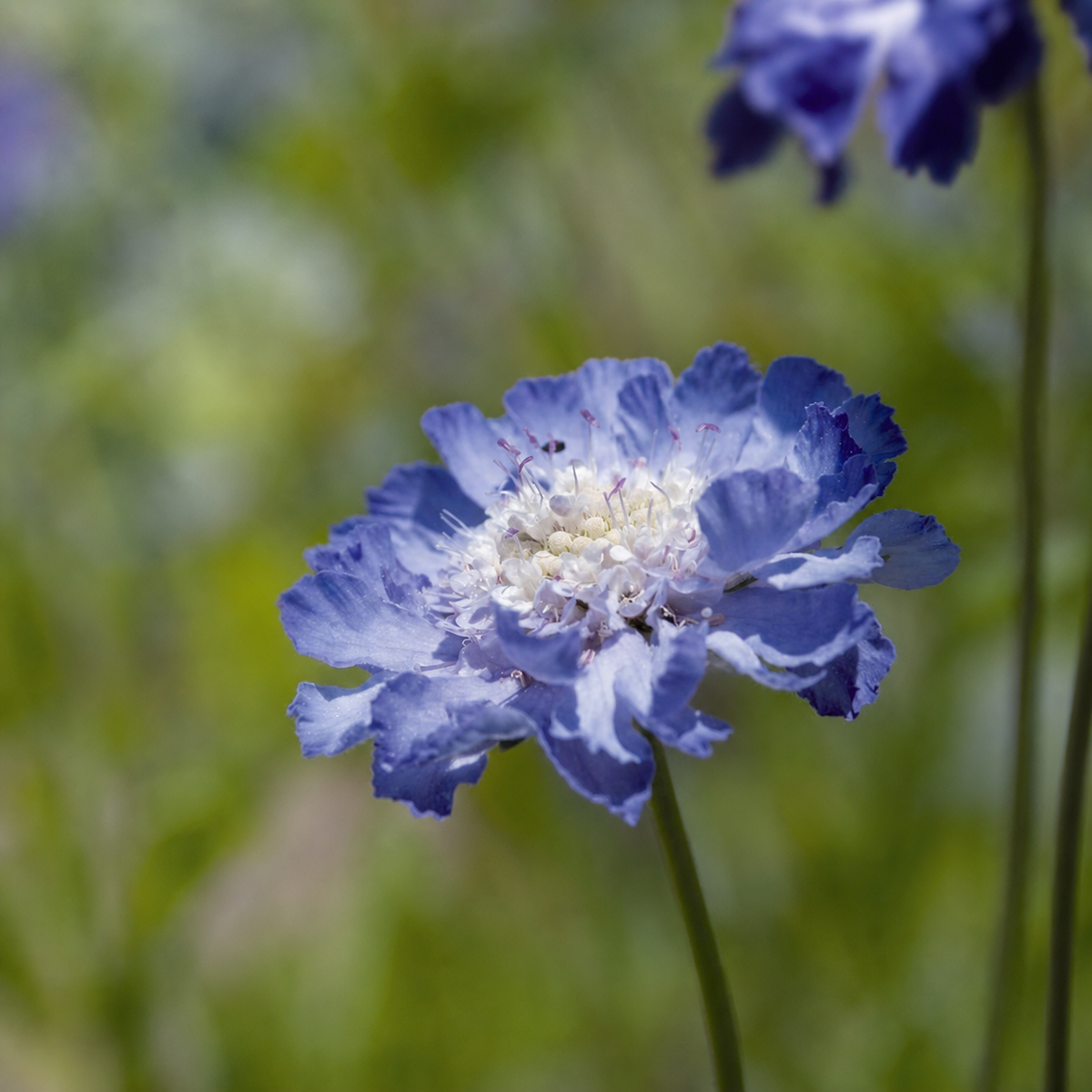 Scabiosa Fama Deep Blue