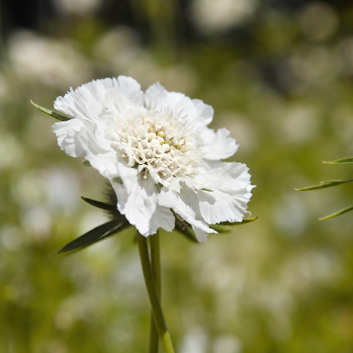 Scabiosa Fama White