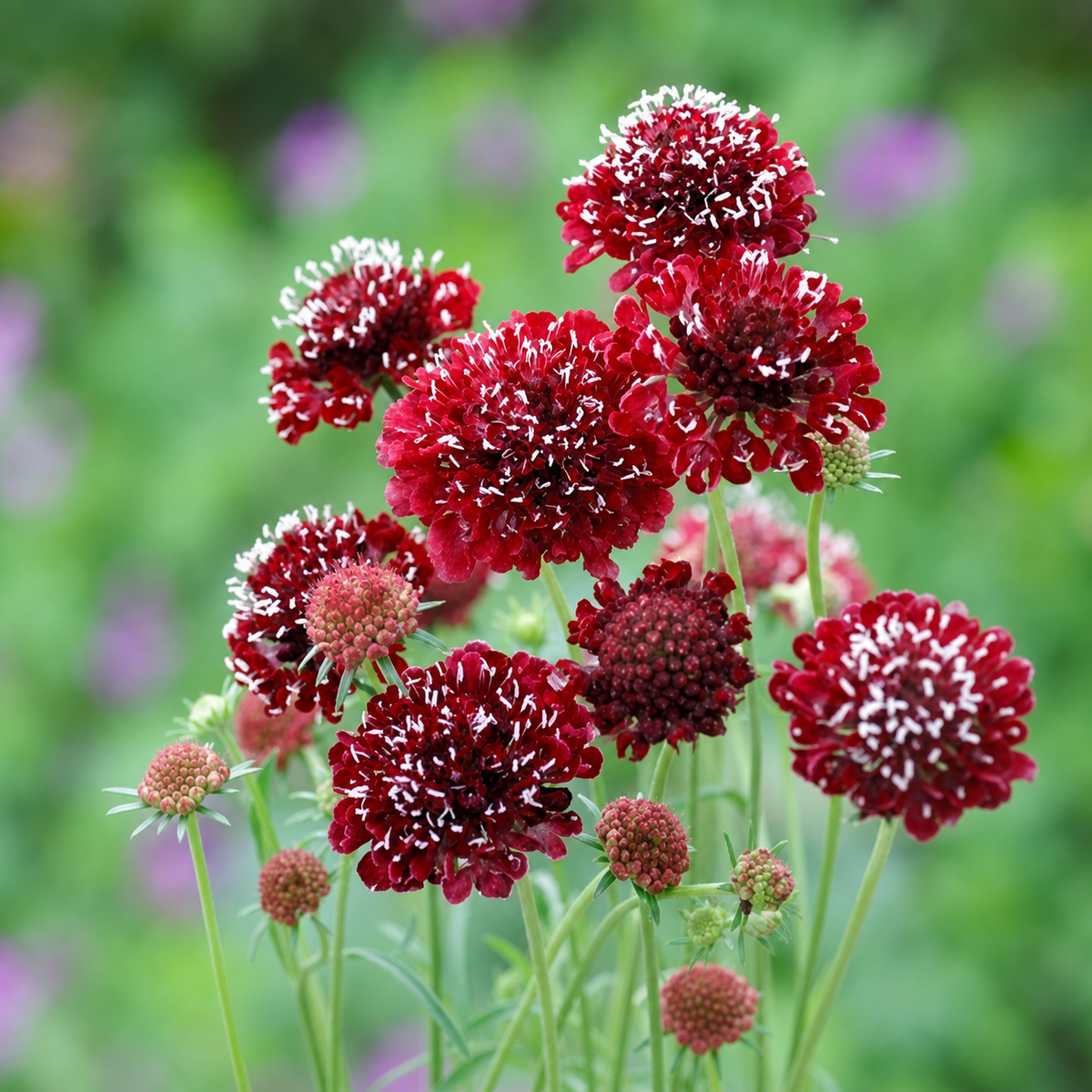 Ubuntuberg Scabiosa Fire King Seed
