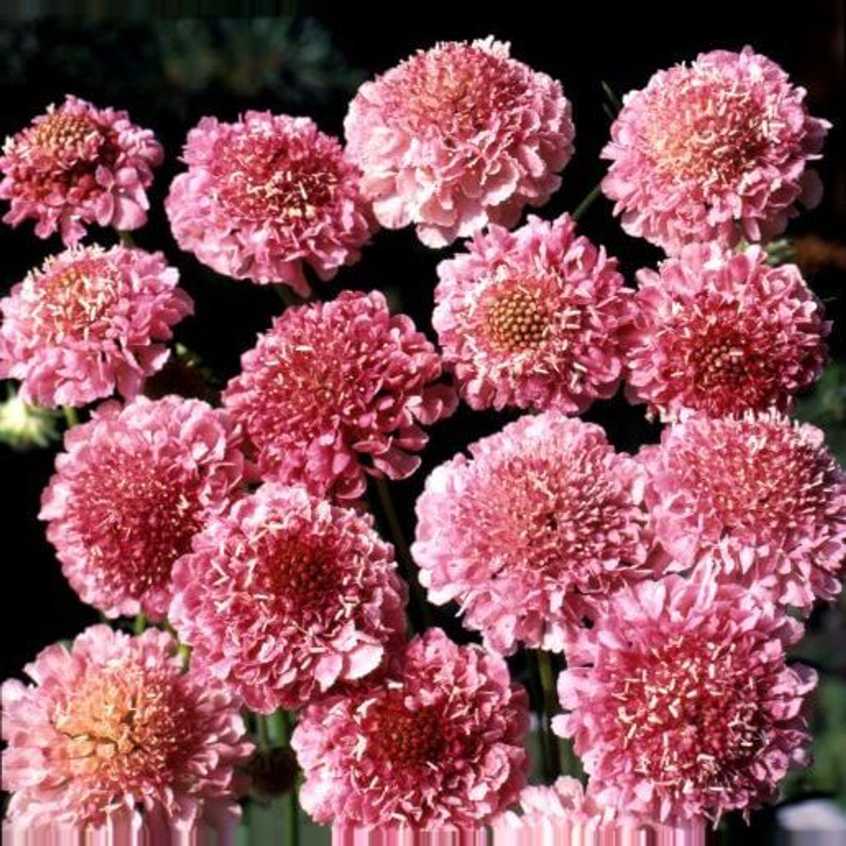 Ubuntuberg Scabiosa Salmon Queen Seed