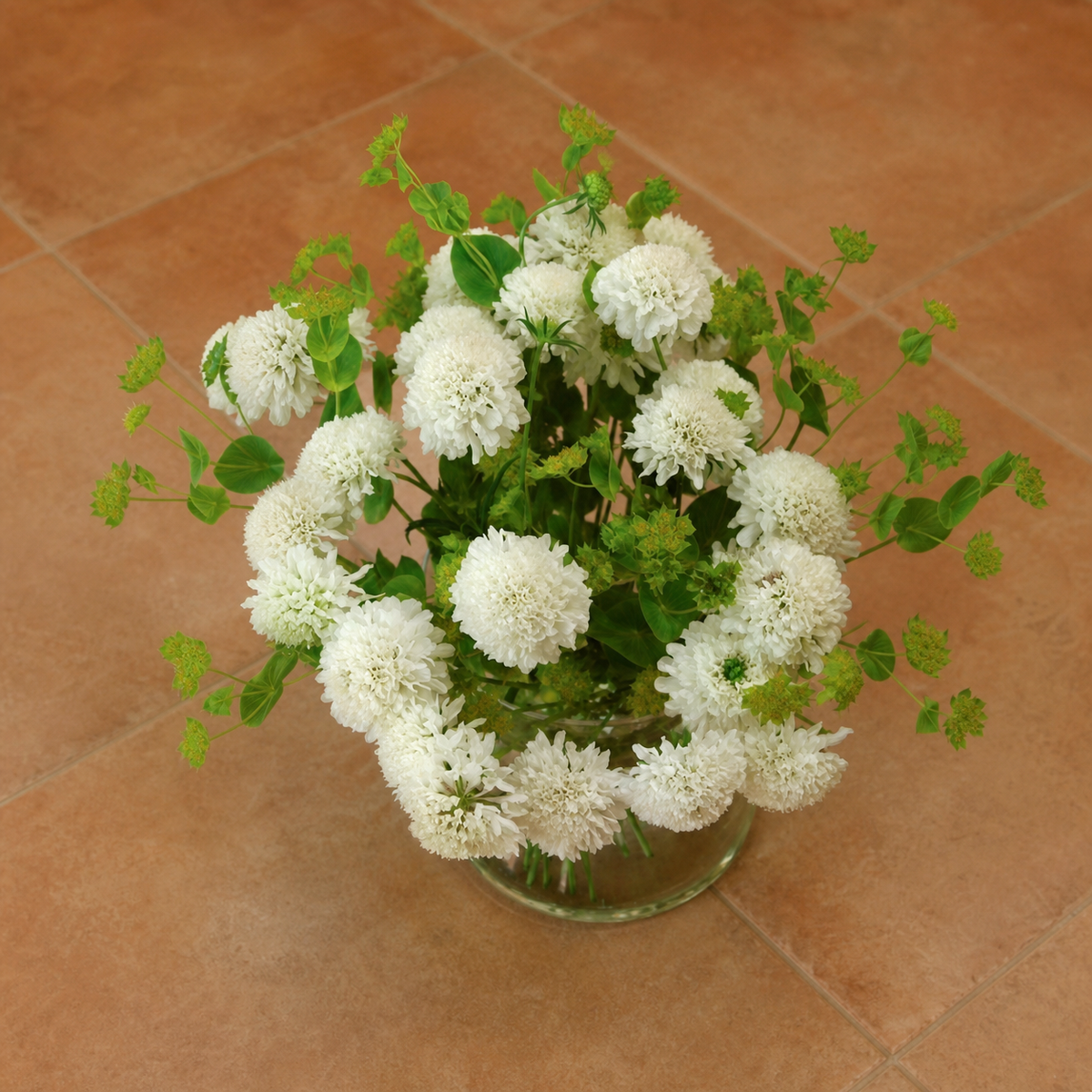 Ubuntuberg Scabiosa Snowmaiden Seed
