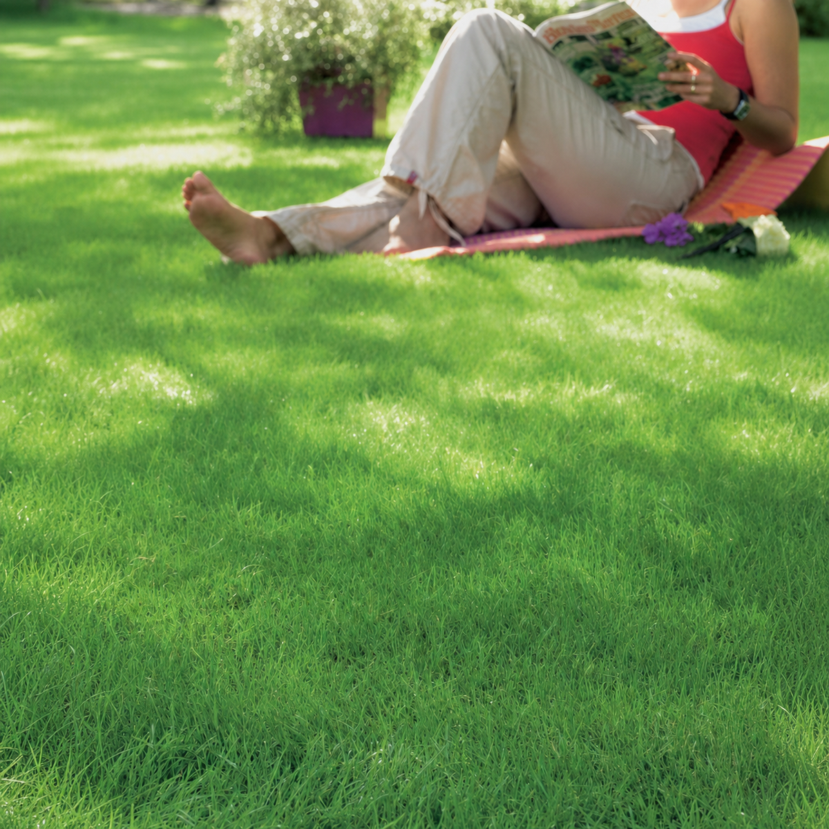 Shade Master Grass