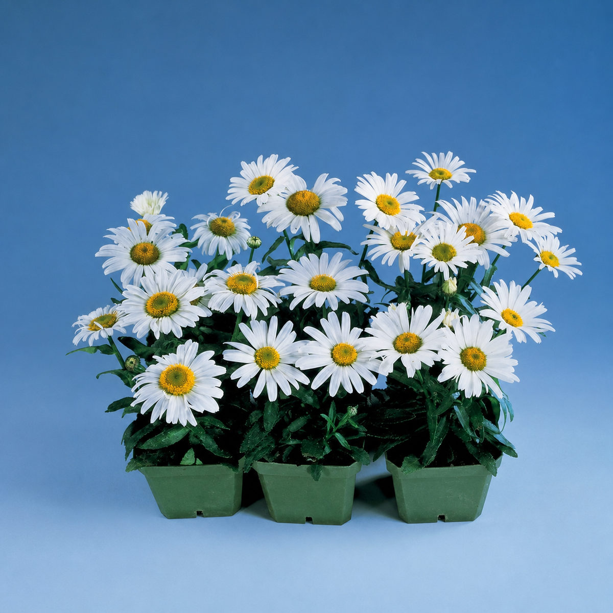 SHASTA DAISY F1 SNOW LADY
