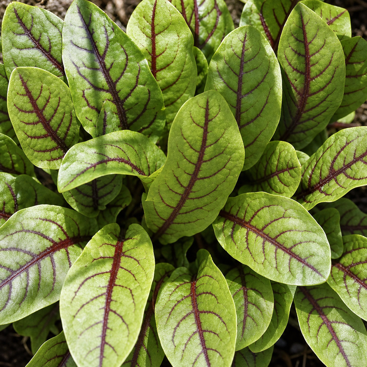 SORREL BLOODY