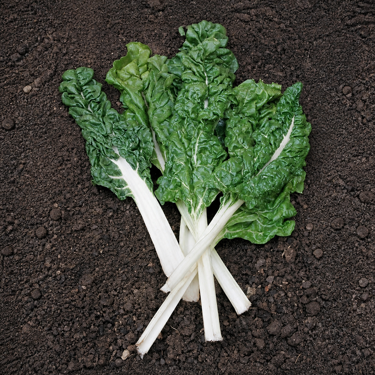 SPINACH BEET LUCULLUS