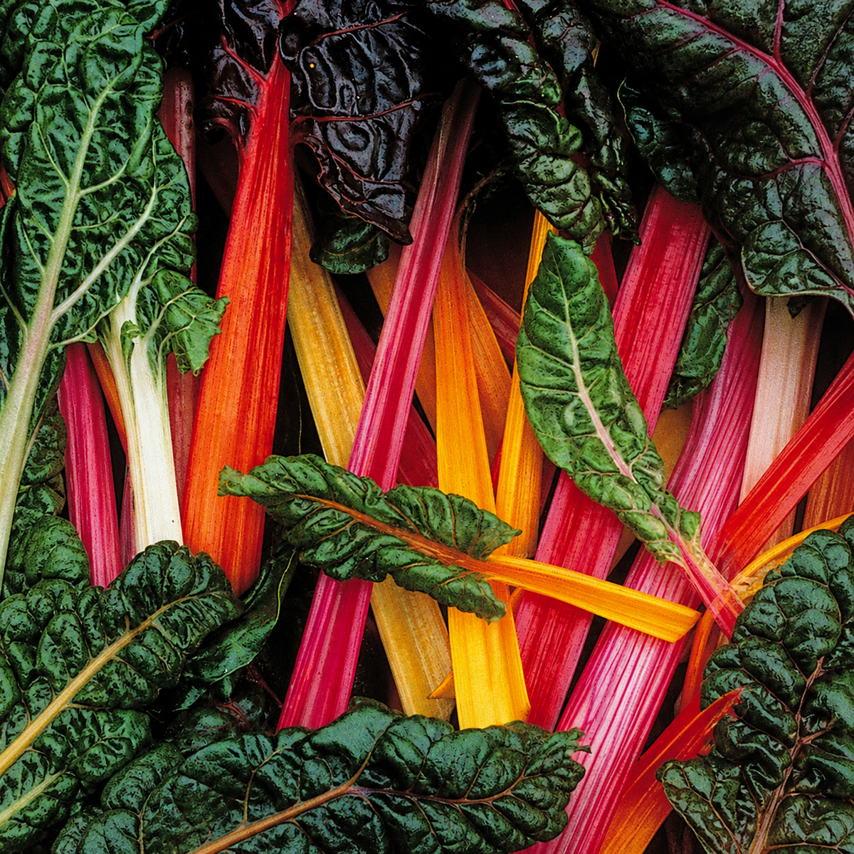 SPINACH SWISS CHARD MIX