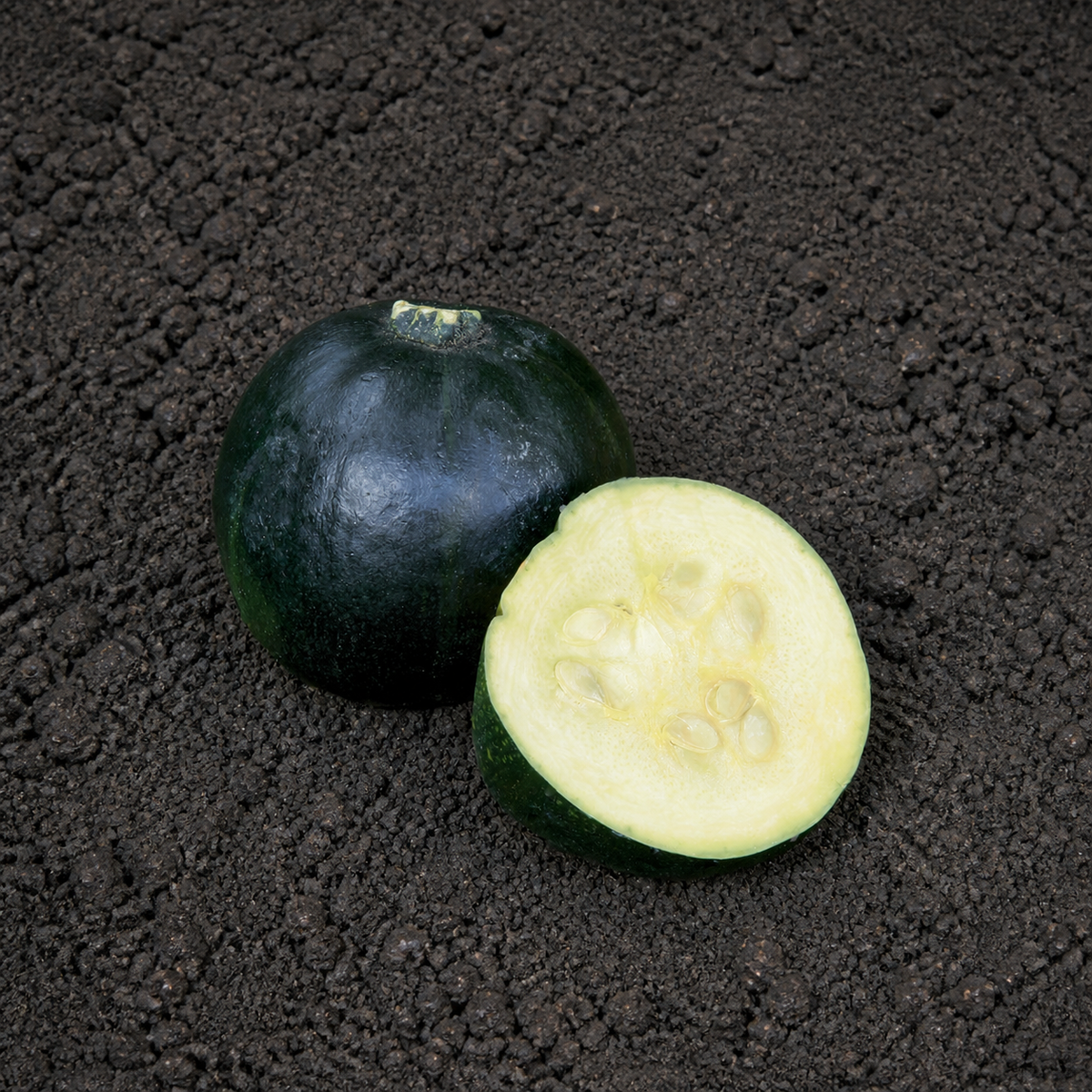 SQUASH GEM ROLET