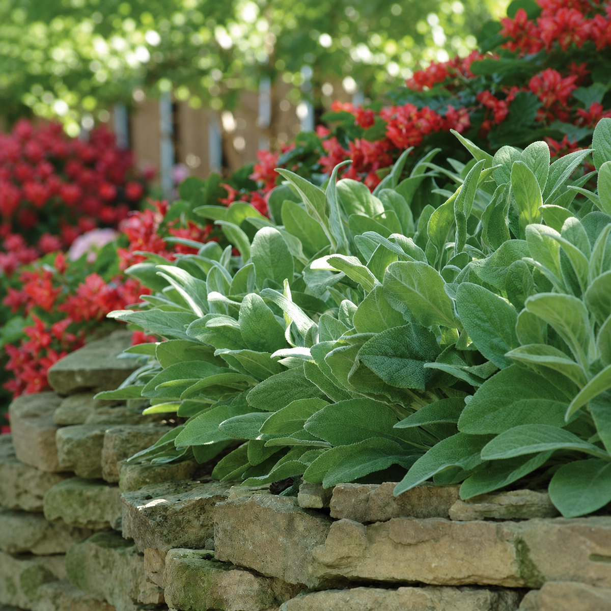 STACHYS LAMBS EAR