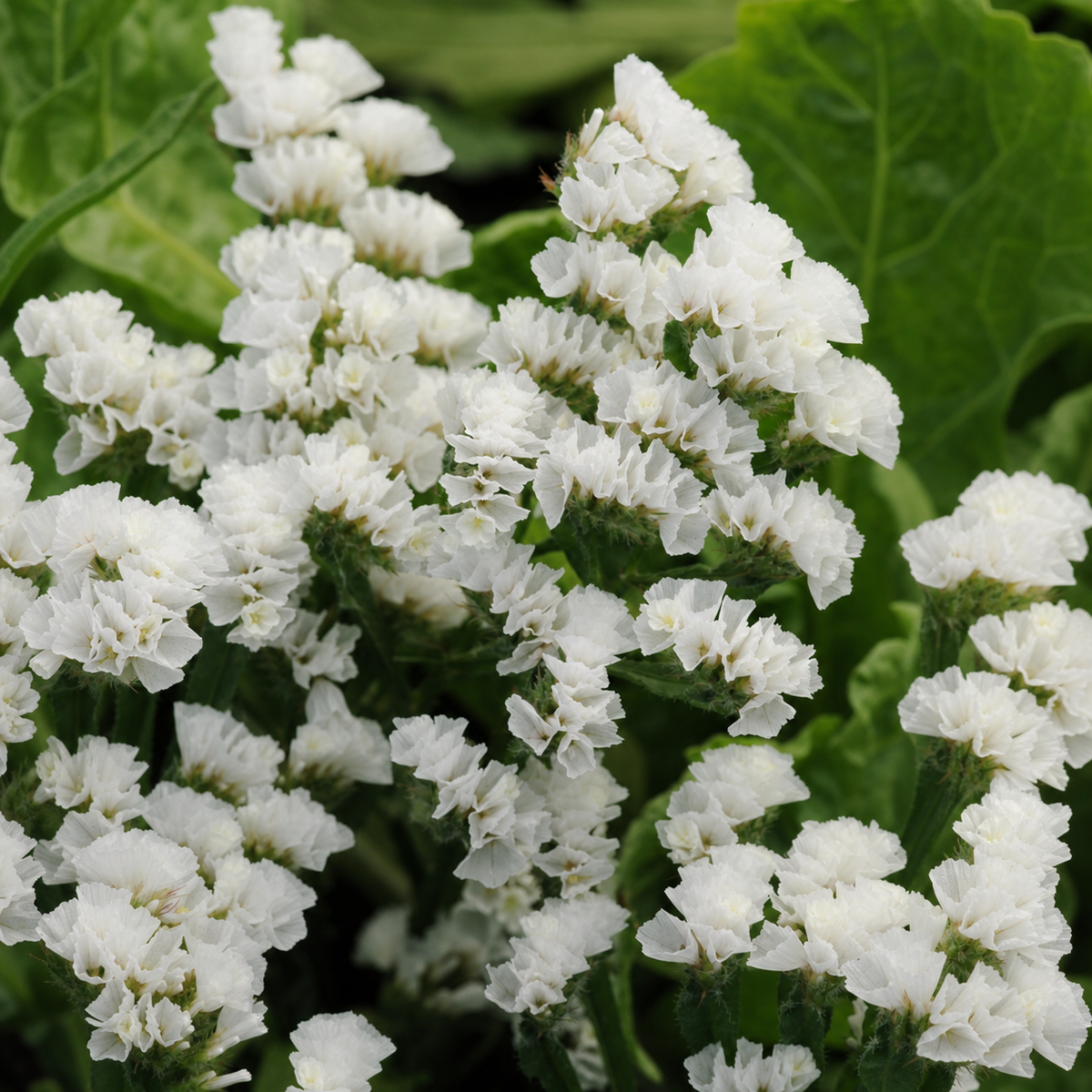 Ubuntuberg Statice Qis White Seeds