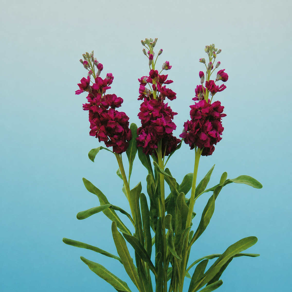 Stocks Beauty Reddish Purple