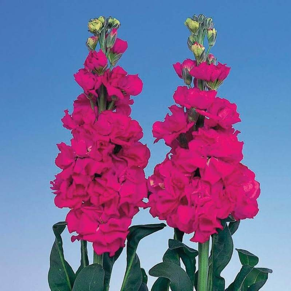 Stocks Iron Rose