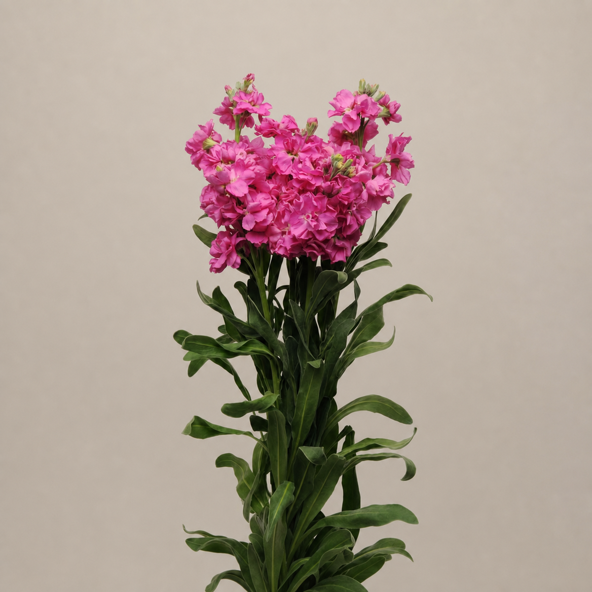 Stocks Katz Bright Rose