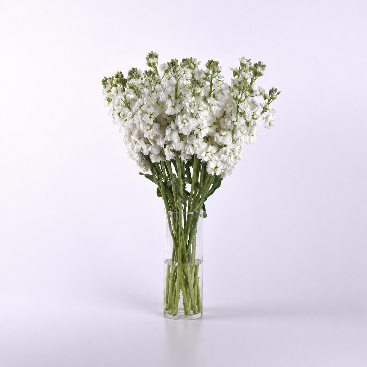 Stocks Katz High Double White