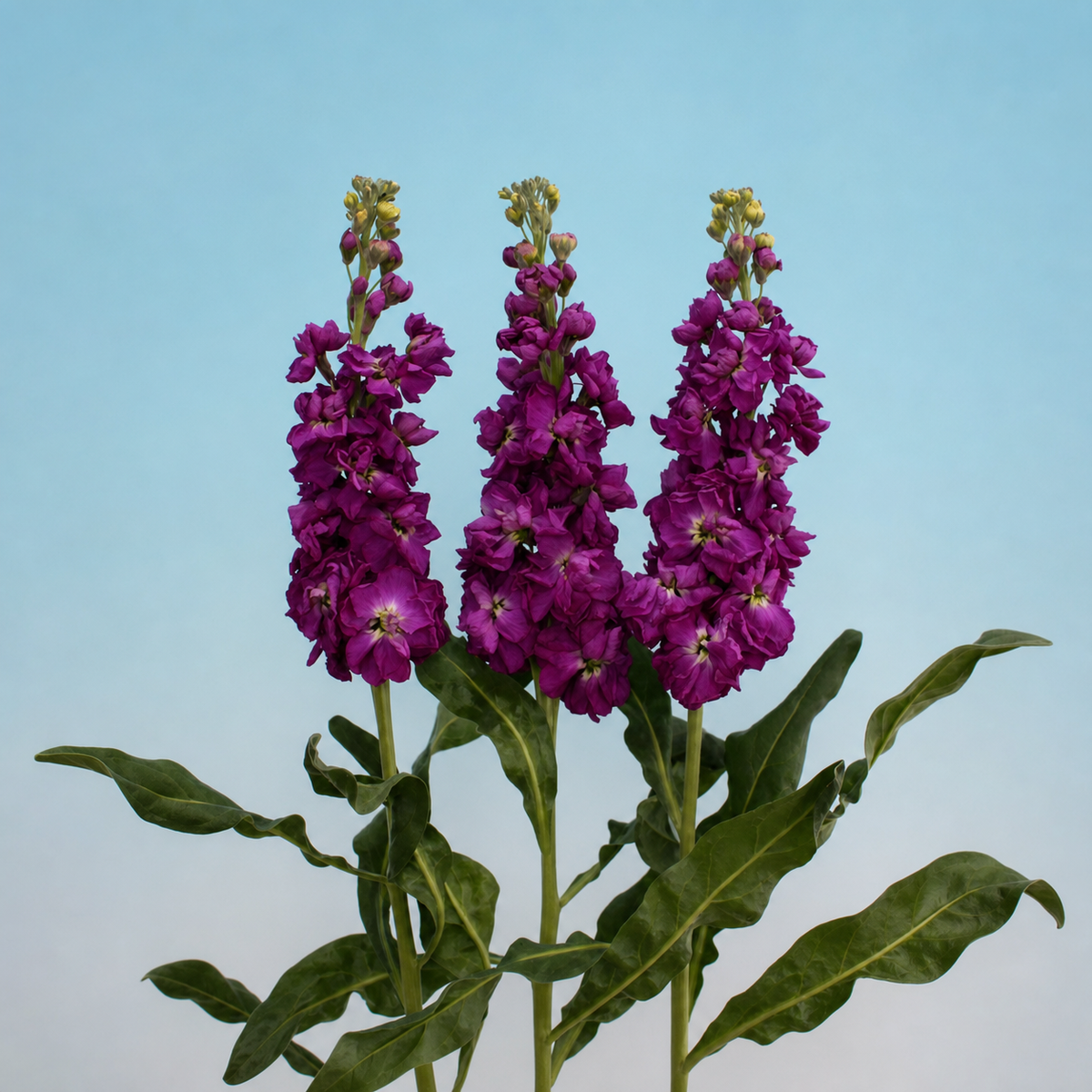 Stocks New Kabuki Dark Lavender Seeds - Ubuntuberg Seeds product image
