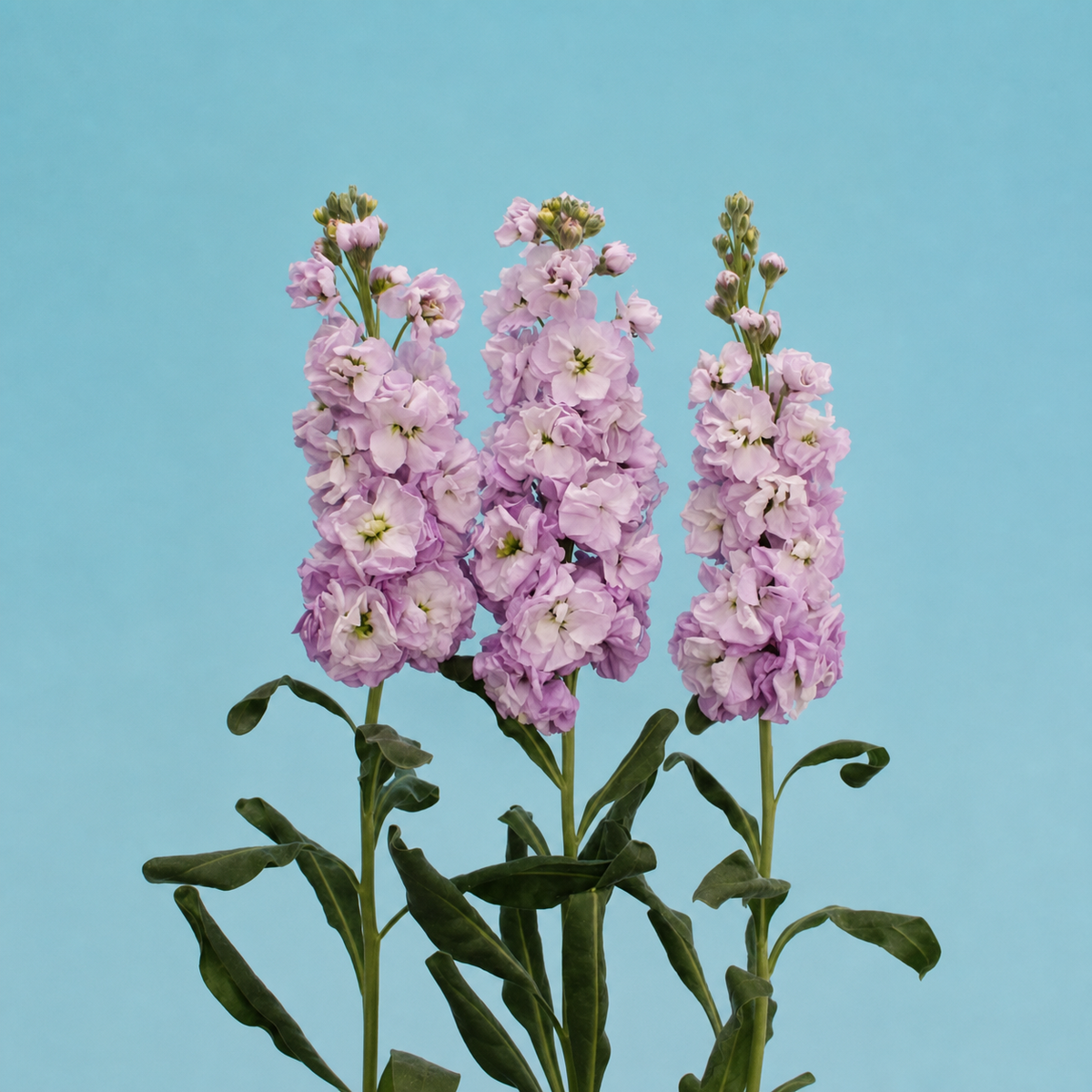 Stocks New Kabuki Lavender Seeds - Ubuntuberg Seeds product image